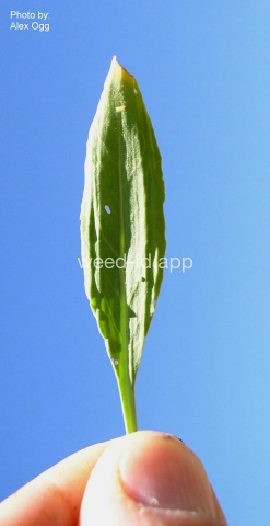 dock, narrowleaf